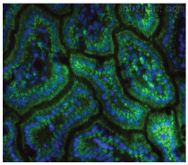 DAPI Fluoromount-G 抗荧光淬灭封片剂